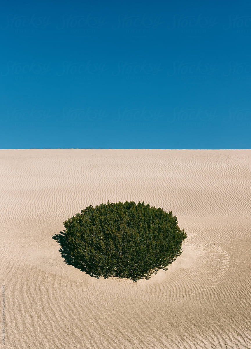 Geometry in Nature - Round Bush Growing in Desert Sand Dune