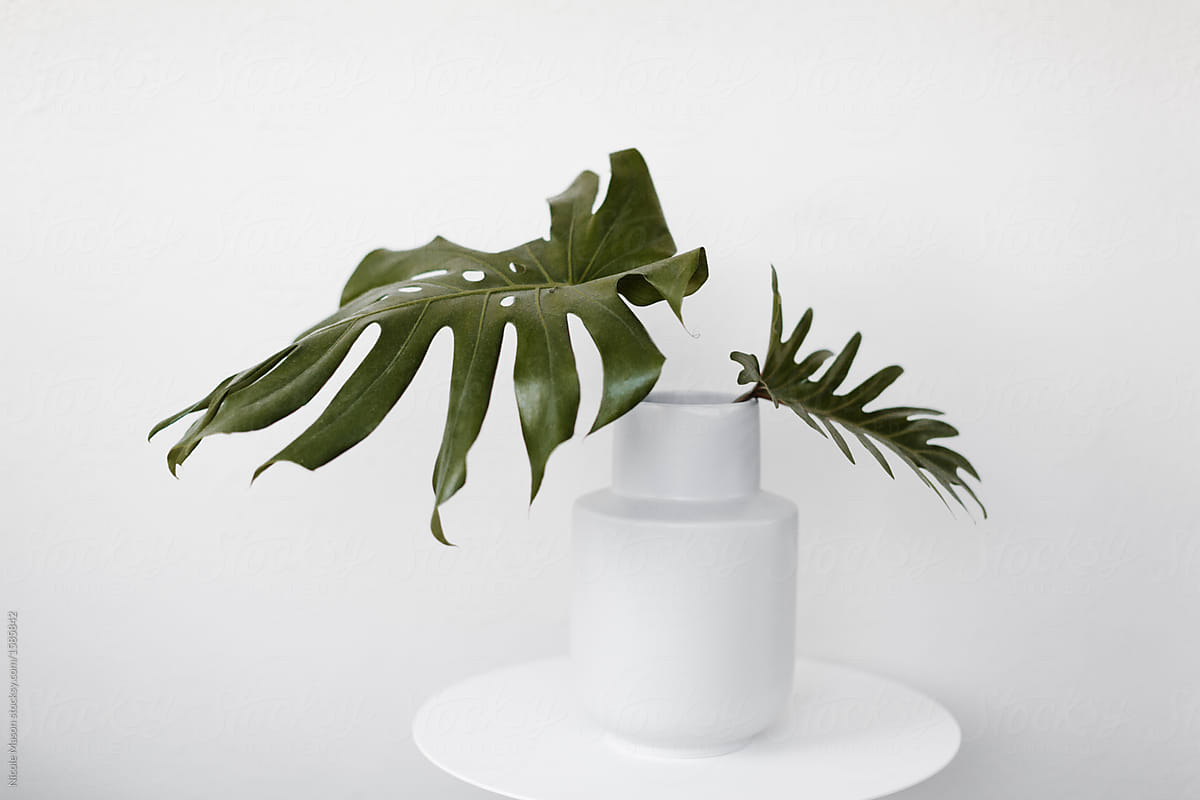 "Large Green Leaves In White Vase With White Background" by Stocksy