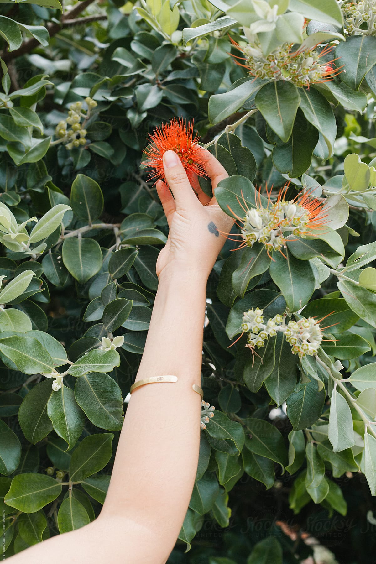 Female hand touching Australian native flowers