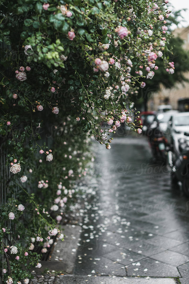 Climbing rose bush on the street after rain