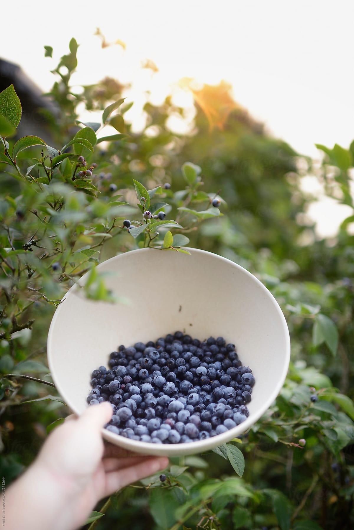 Hand holding a bowl of freshly picked blueberries in a blue berry bush at sunrise