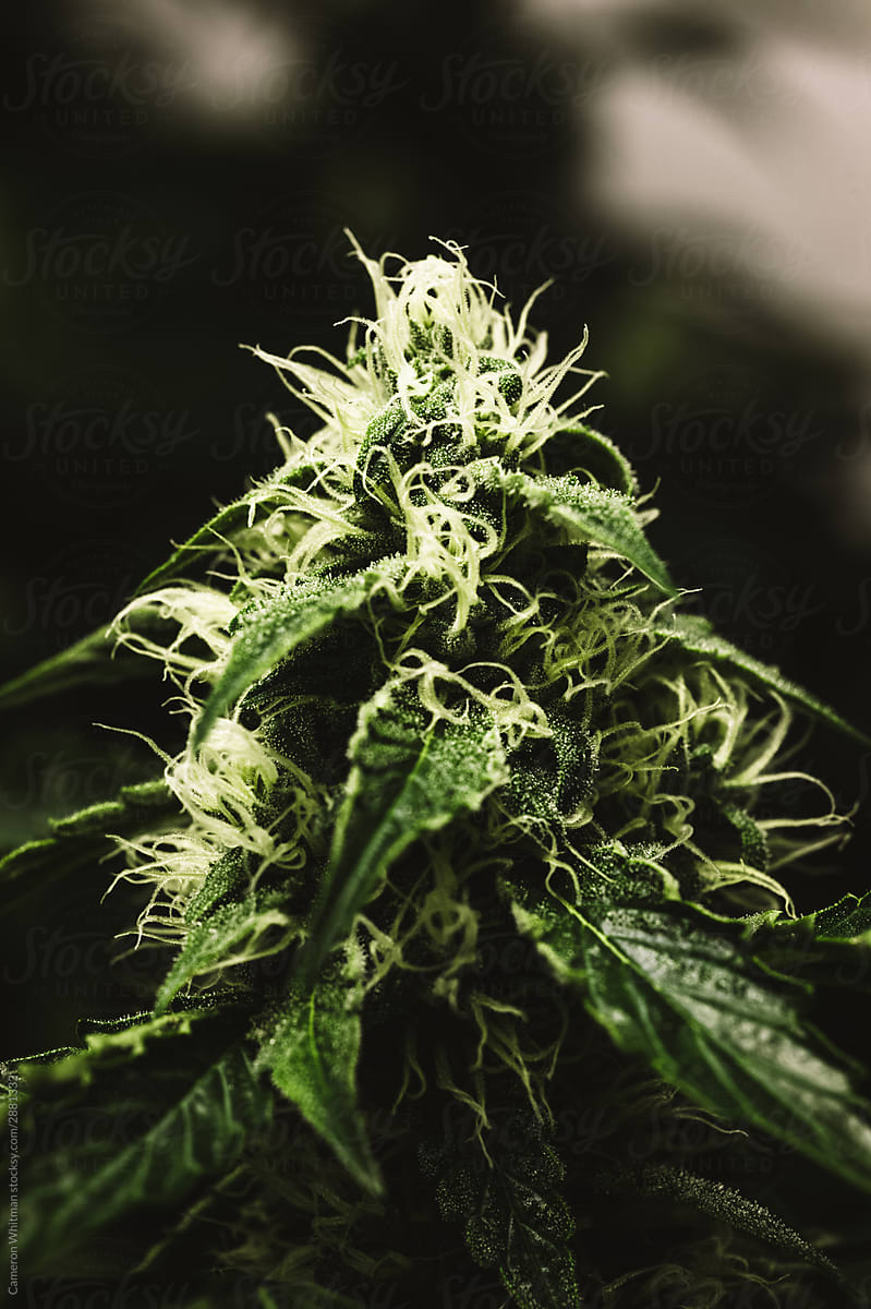 Flowering Mature Cannabis Plants In A Grow Room