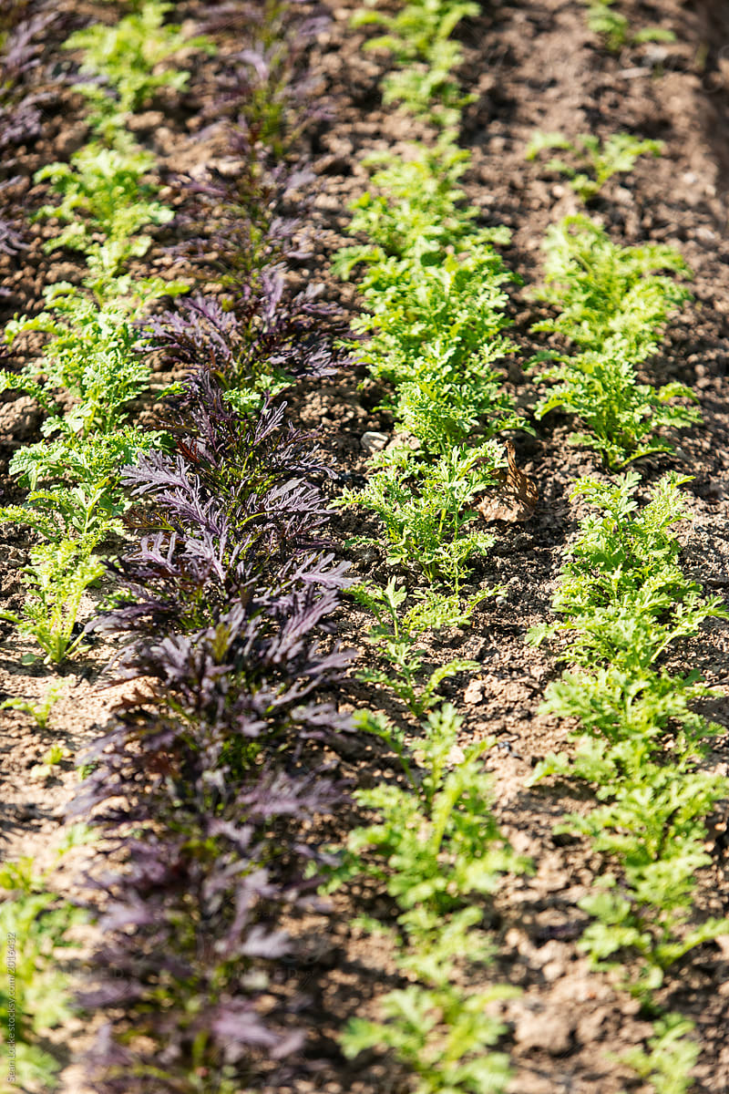 Farm: Lettuce Grow In Rows In Field