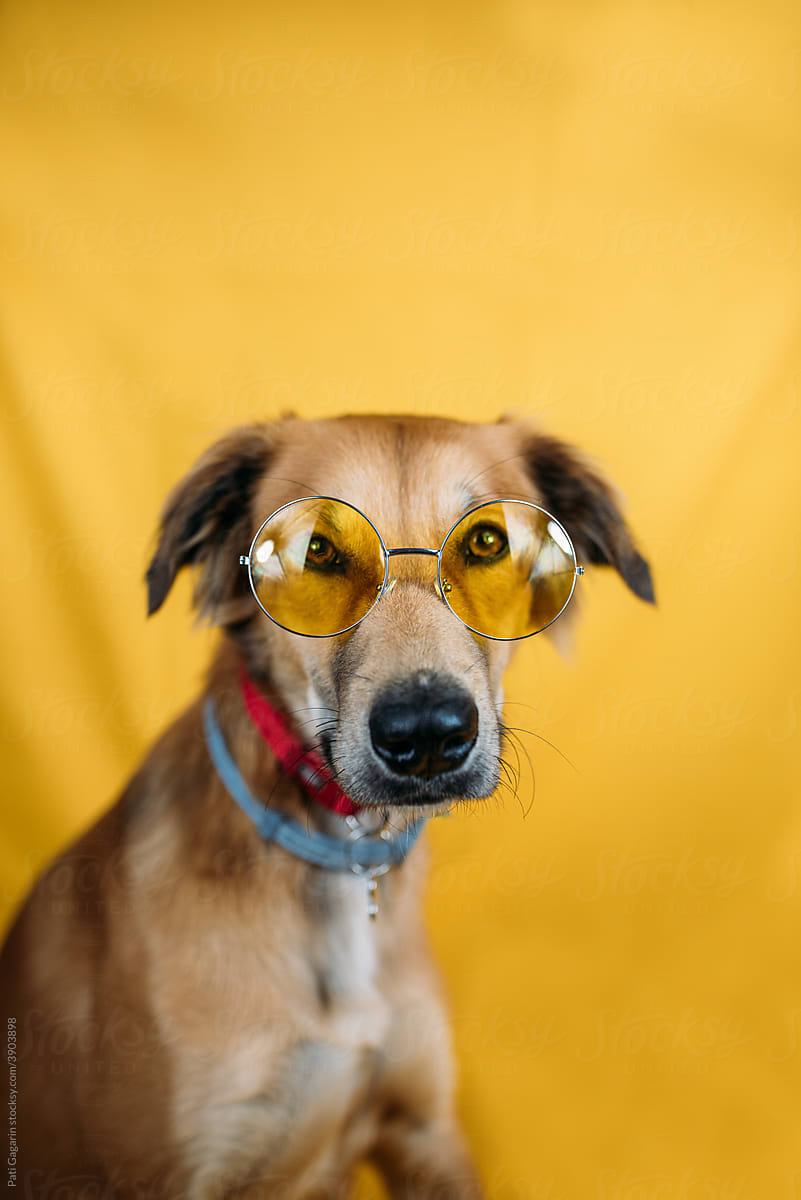 A young dog with yellow glasses.