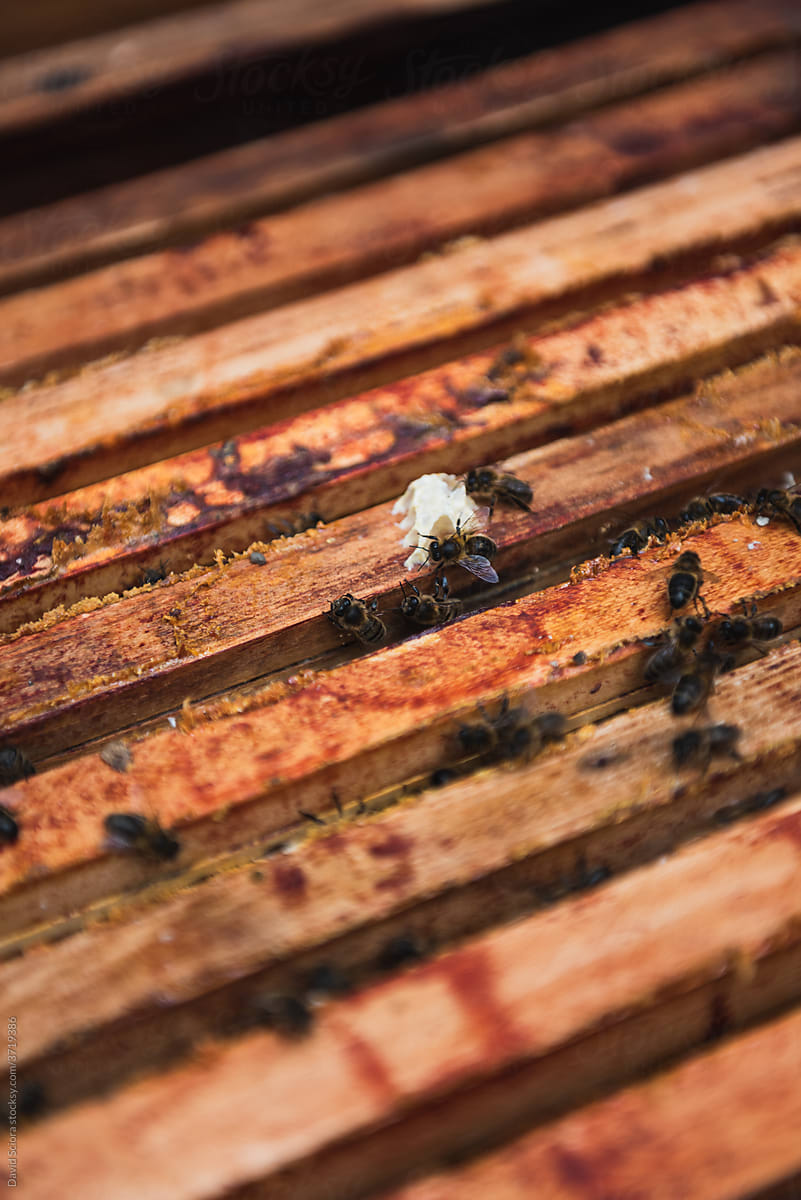 Close up of honey bees in the beehive.