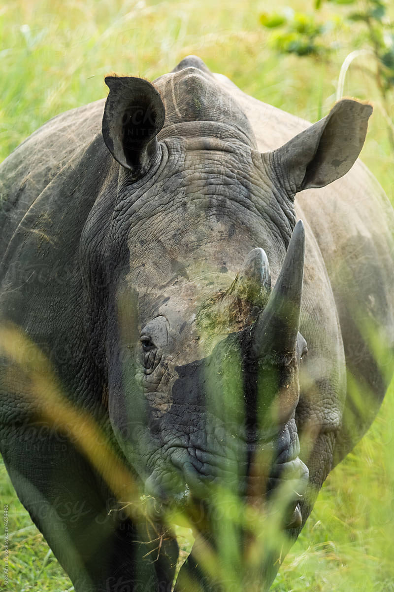 Wild white rhino in grassy terrain
