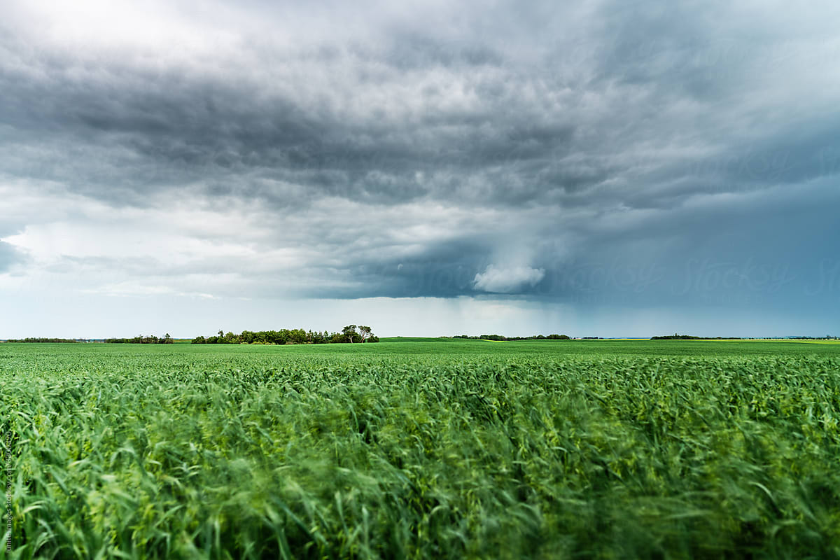 storm over wheat field