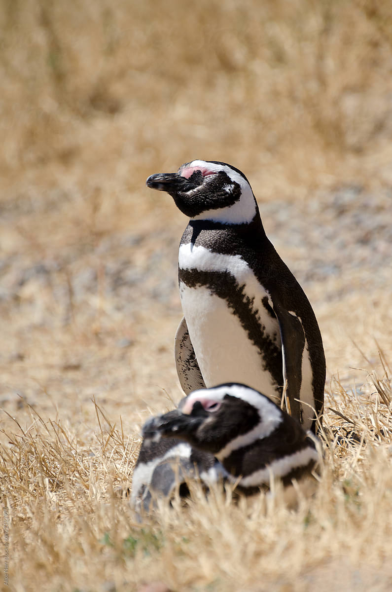 Couple of Magellanic penguins enjoying the sun in the dry grass