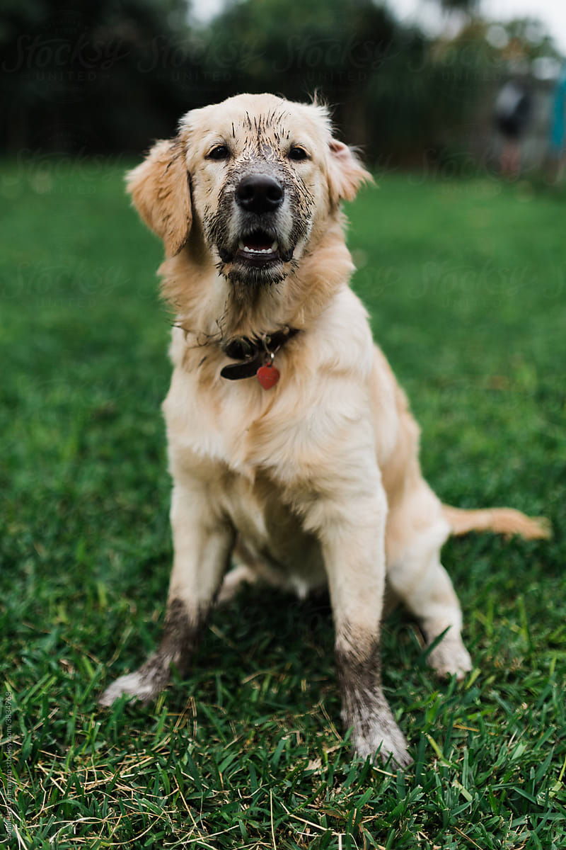 Muddy dog sitting outdoors