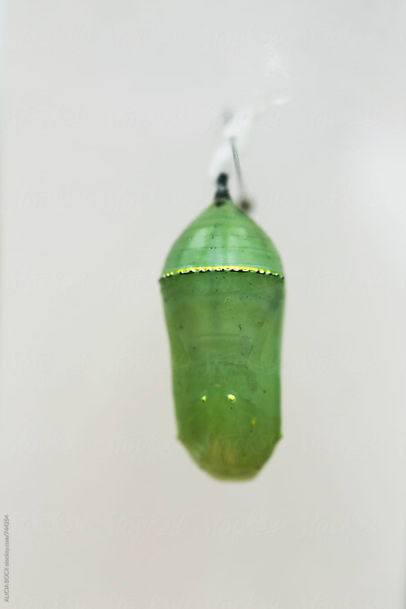 A Monarch Butterfly Chrysalis On Display Against A White Background