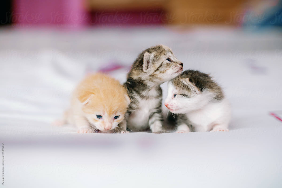 A Tale of 3 kittens