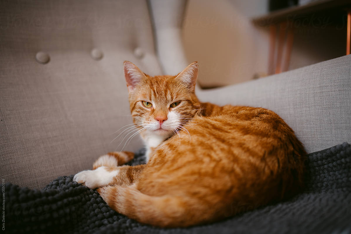 Tabby red cat relaxing curled up on couch at home