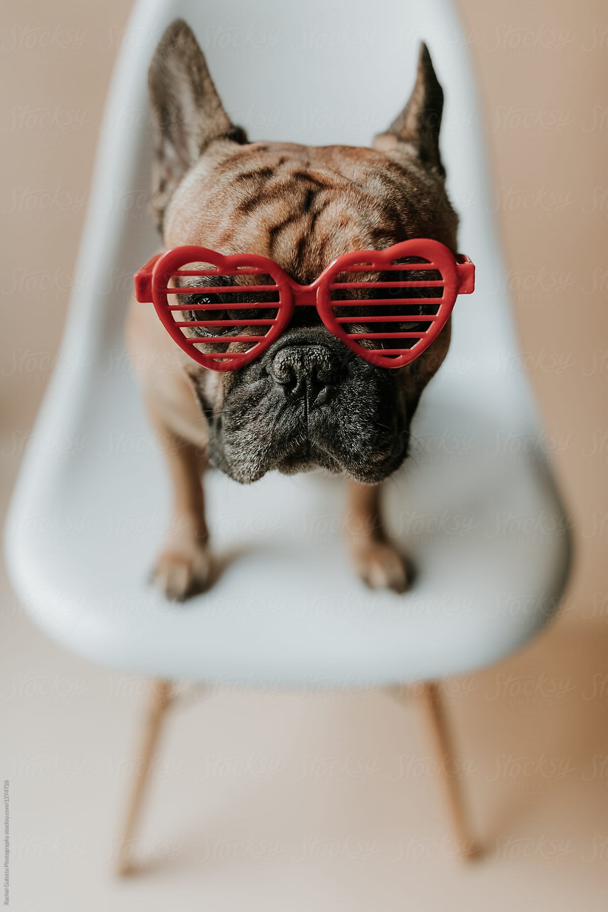 french bulldog sunglasses