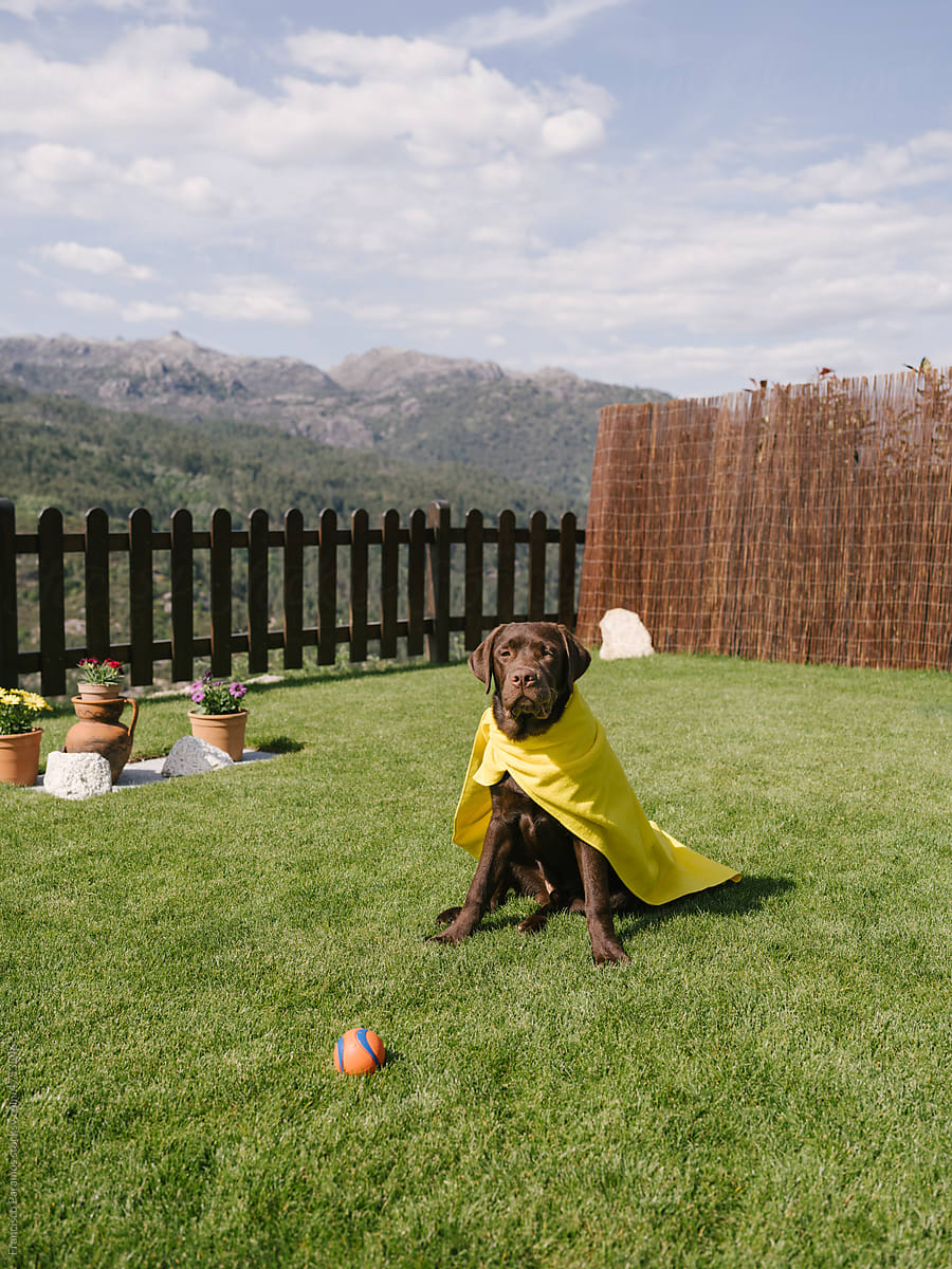 Puppy dog dressed with a yellow cape in the backyard