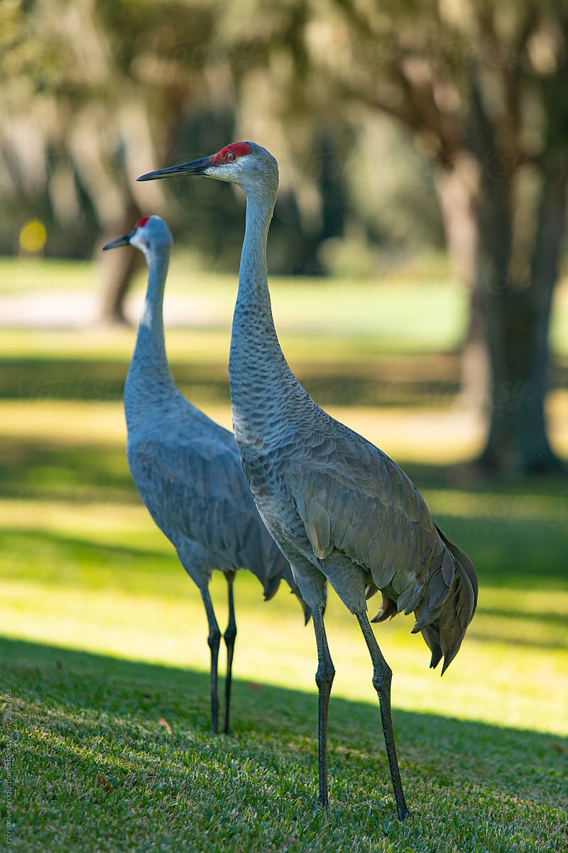 Two Sandhill Cranes stand together outside.