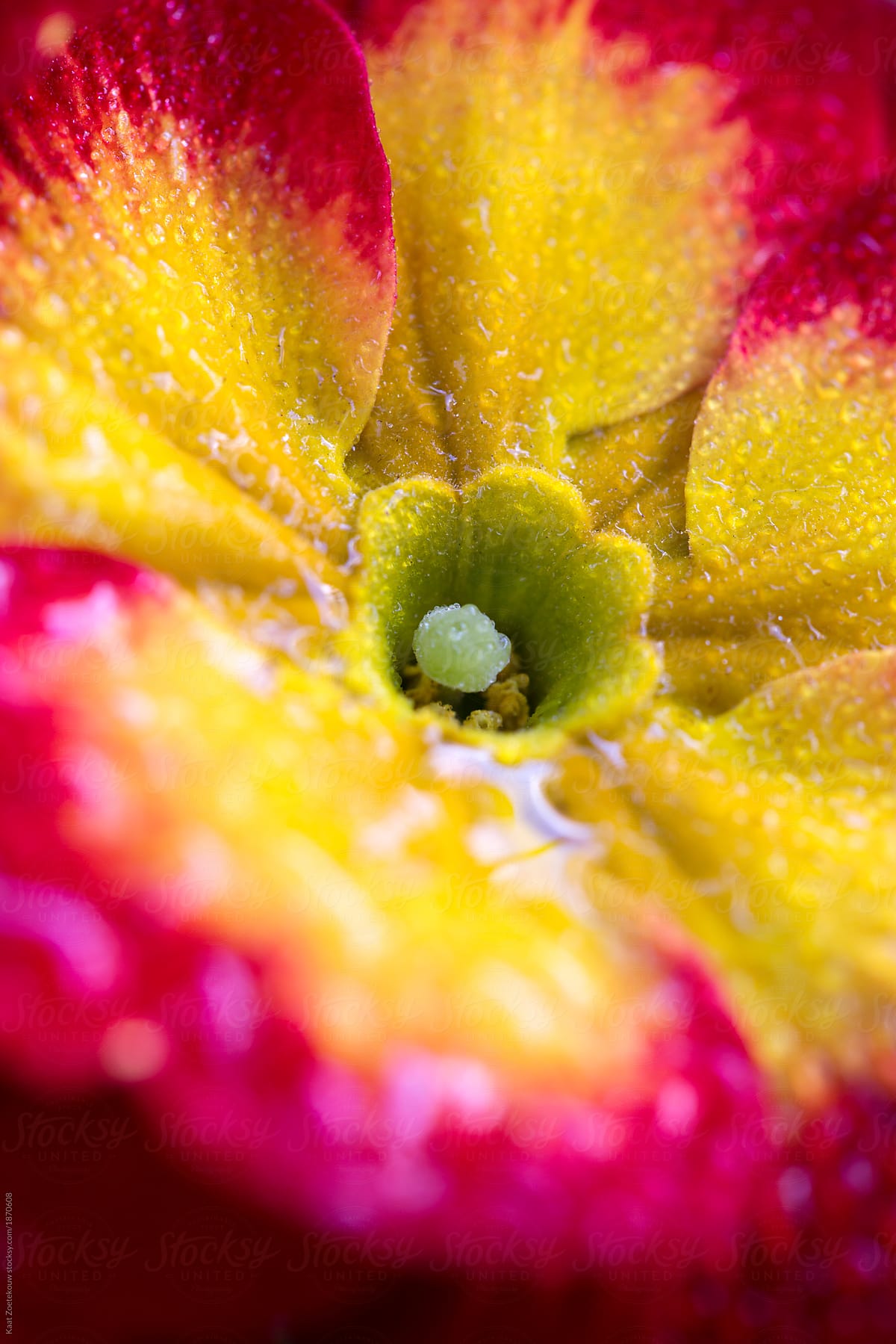 Close-up of Primula flowers covered in droplets