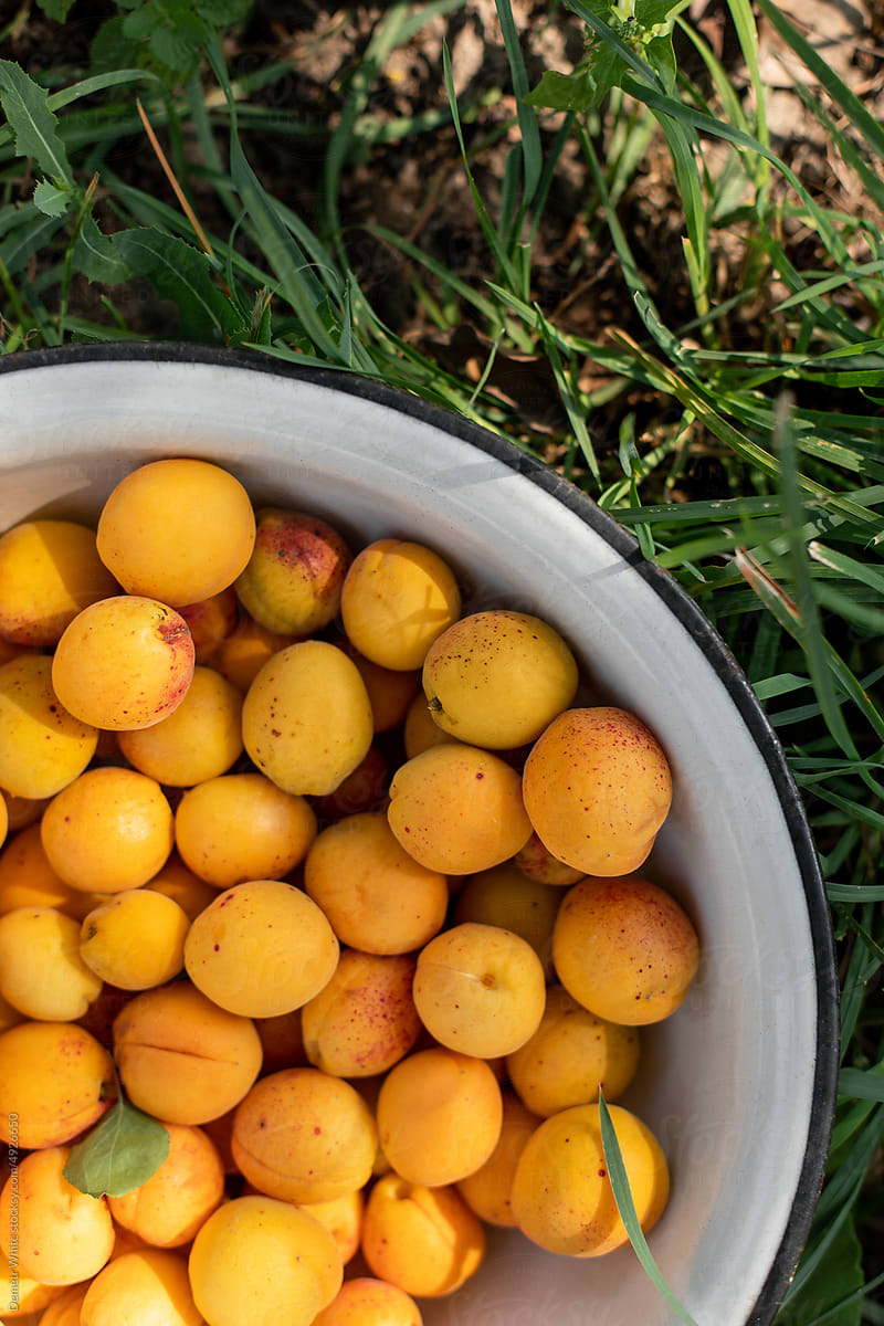 Fresh organic apricots in bowl, outdoor