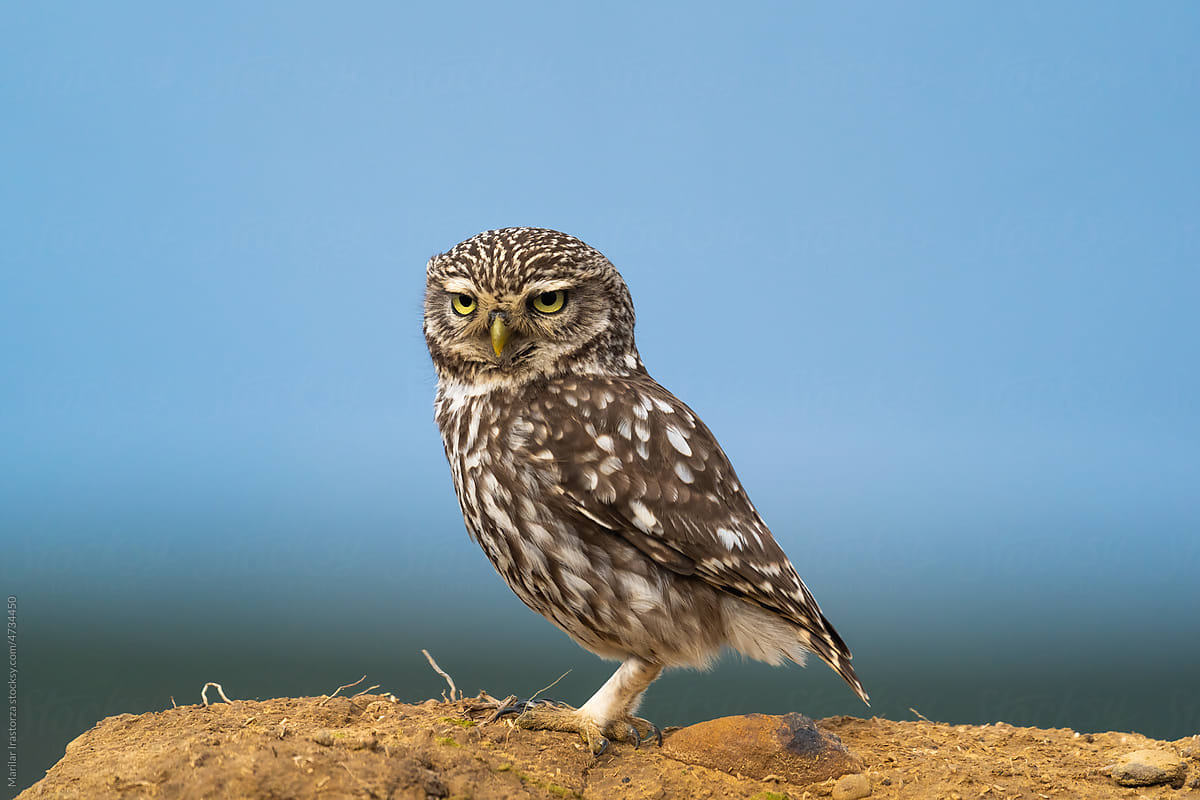 Little Owl Perched On A Mud Wall