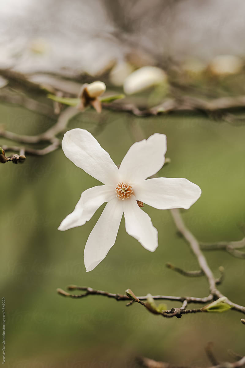 White flower growing on fruit tree outdoors