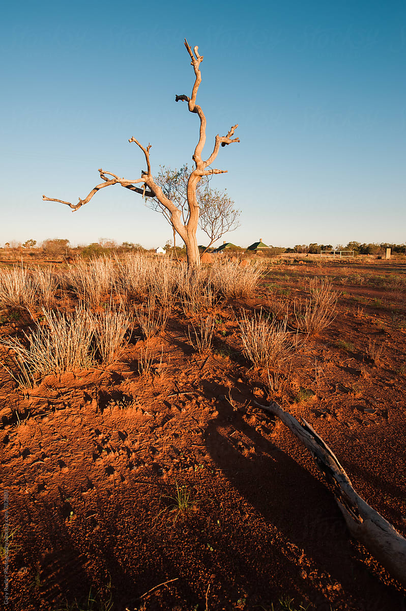 Dead Tree in the Australian Outback