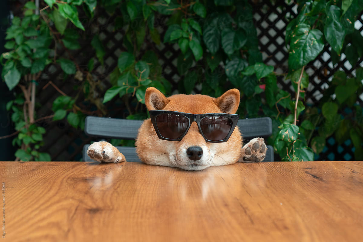 Dog in sunglasses at table