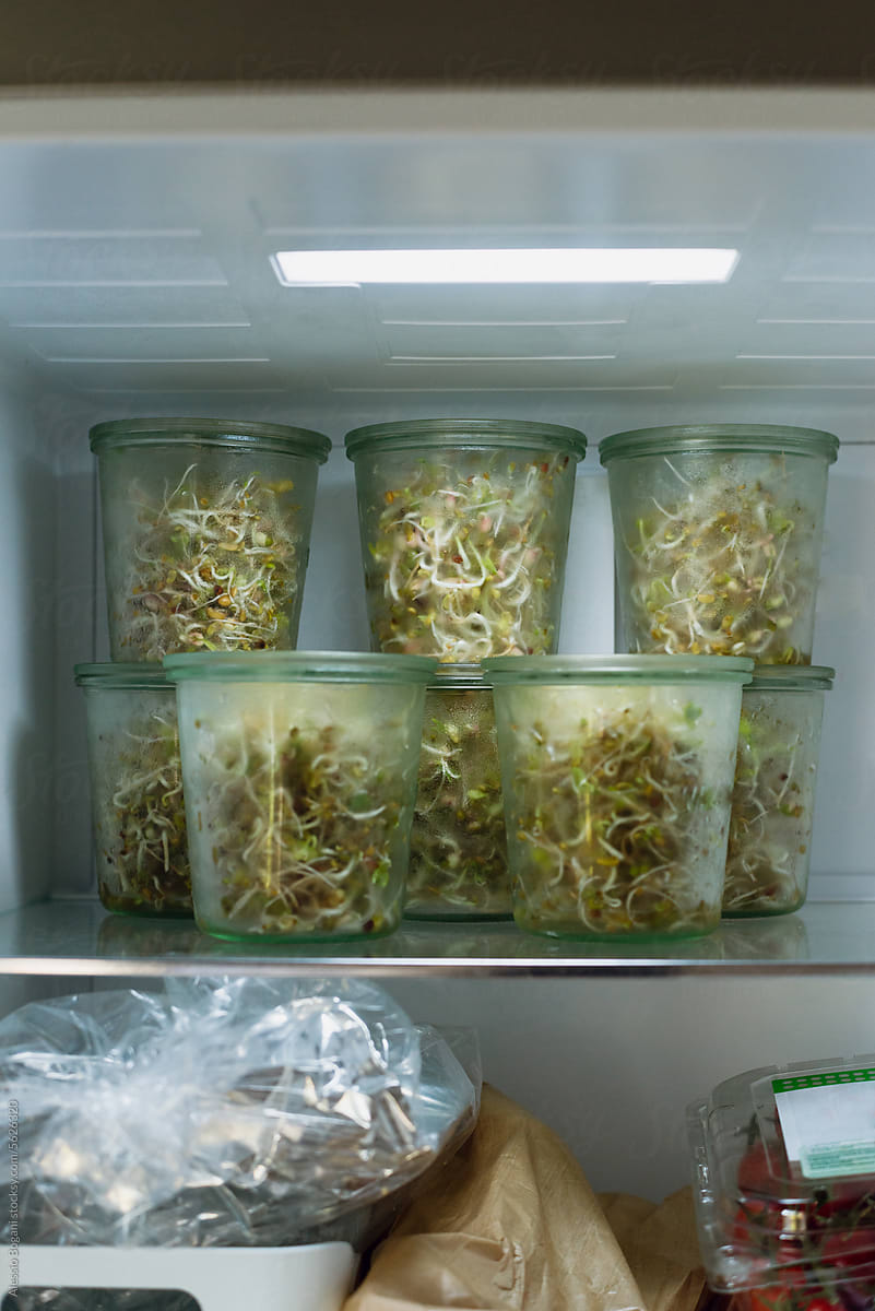 Homemade vegetable sprouts