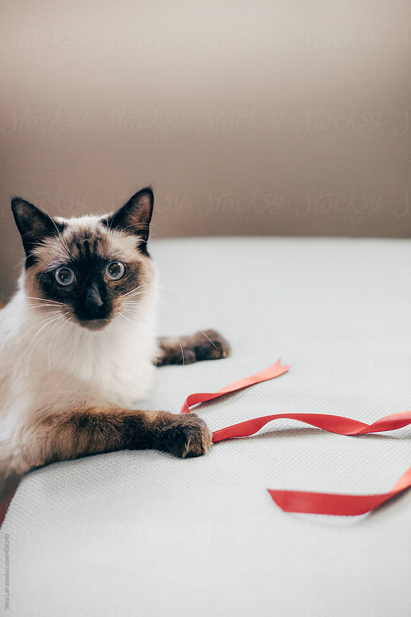 Cute siamese cat playing with a red ribbon