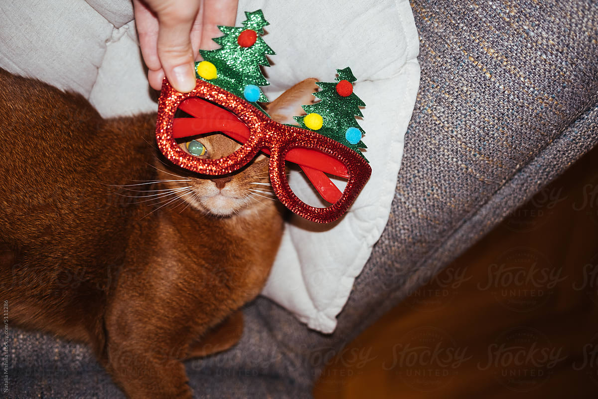 A red-haired Abkssinsky cat with glasses for a holiday.