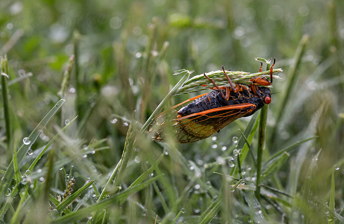 Orange cicadas hanging onto grass blades