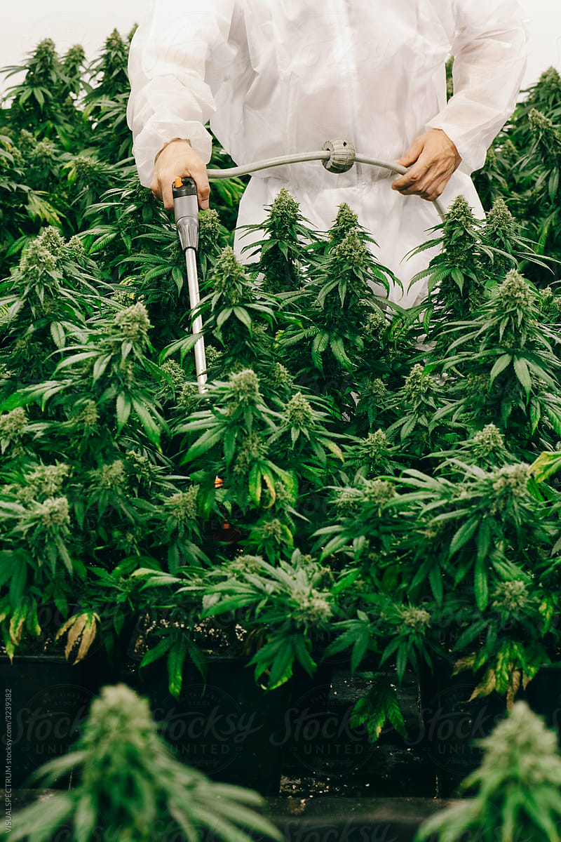 Anonymous Man Lovingly Watering Indoor Cannabis Plants