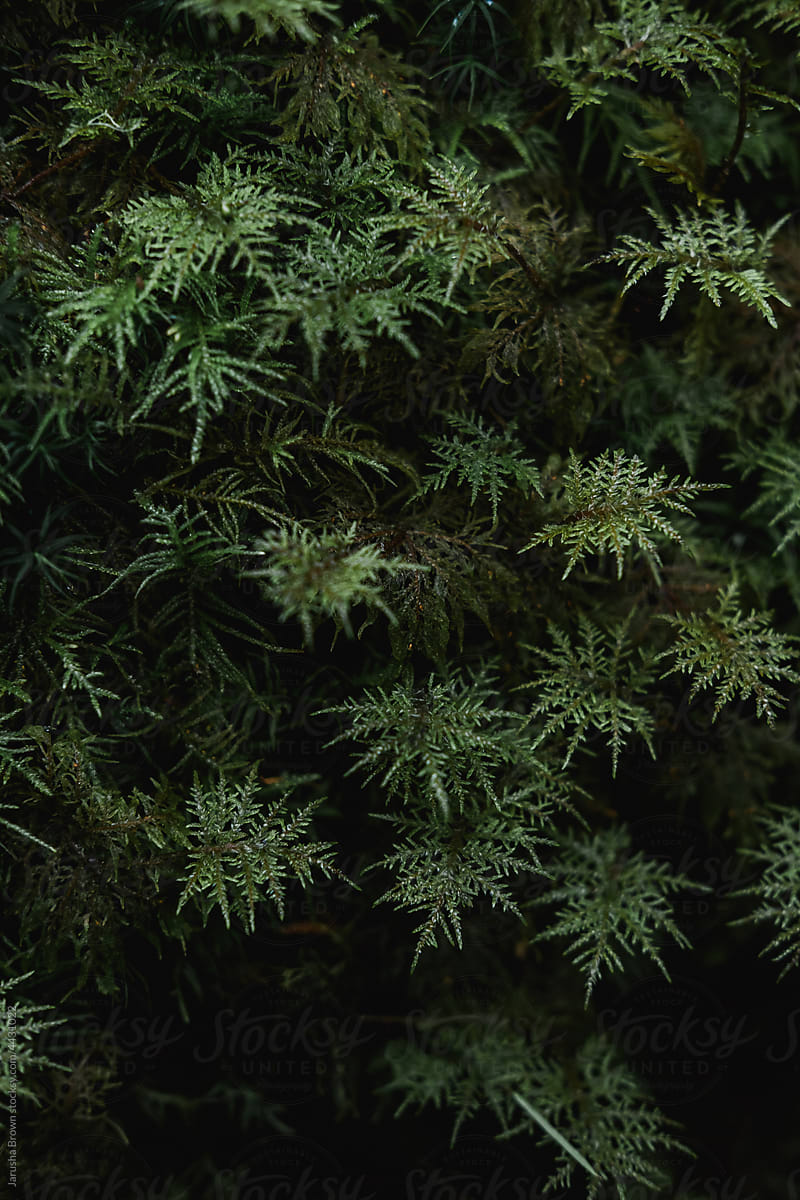 Closeup image of moss in the forest.