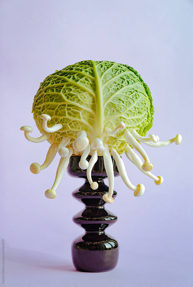 Still life with Savoy cabbage.