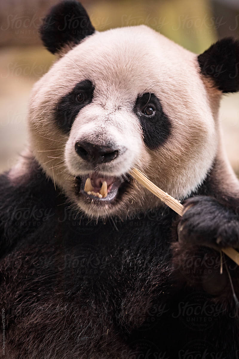 Pandas eat bamboo