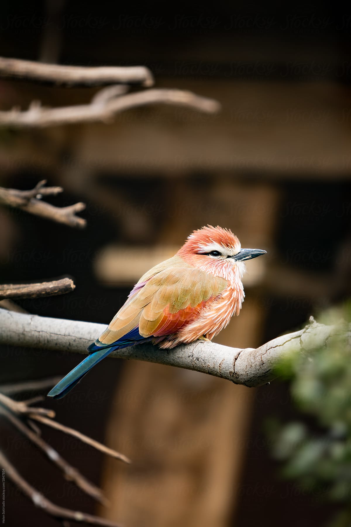 Colorful Bird Resting on a Branch