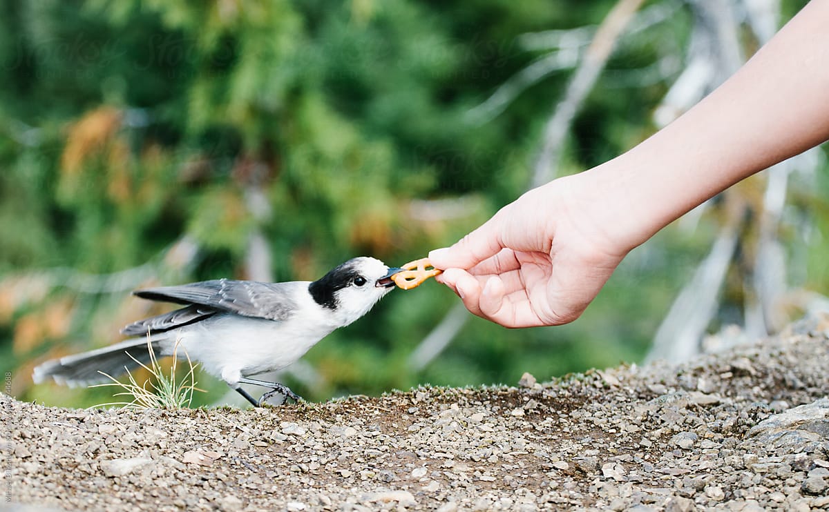 Boy\'s outstretched hand feeding a wild gray jack with a pretzel