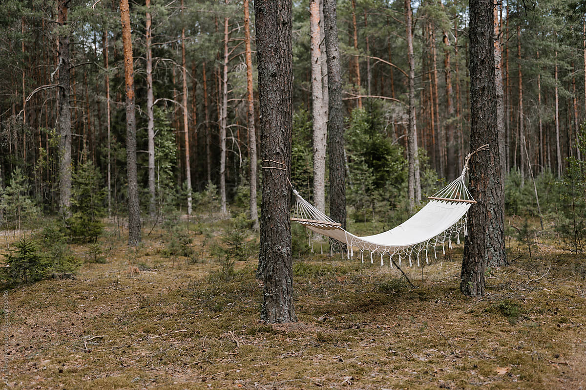 Hammock hanging in coniferous forest