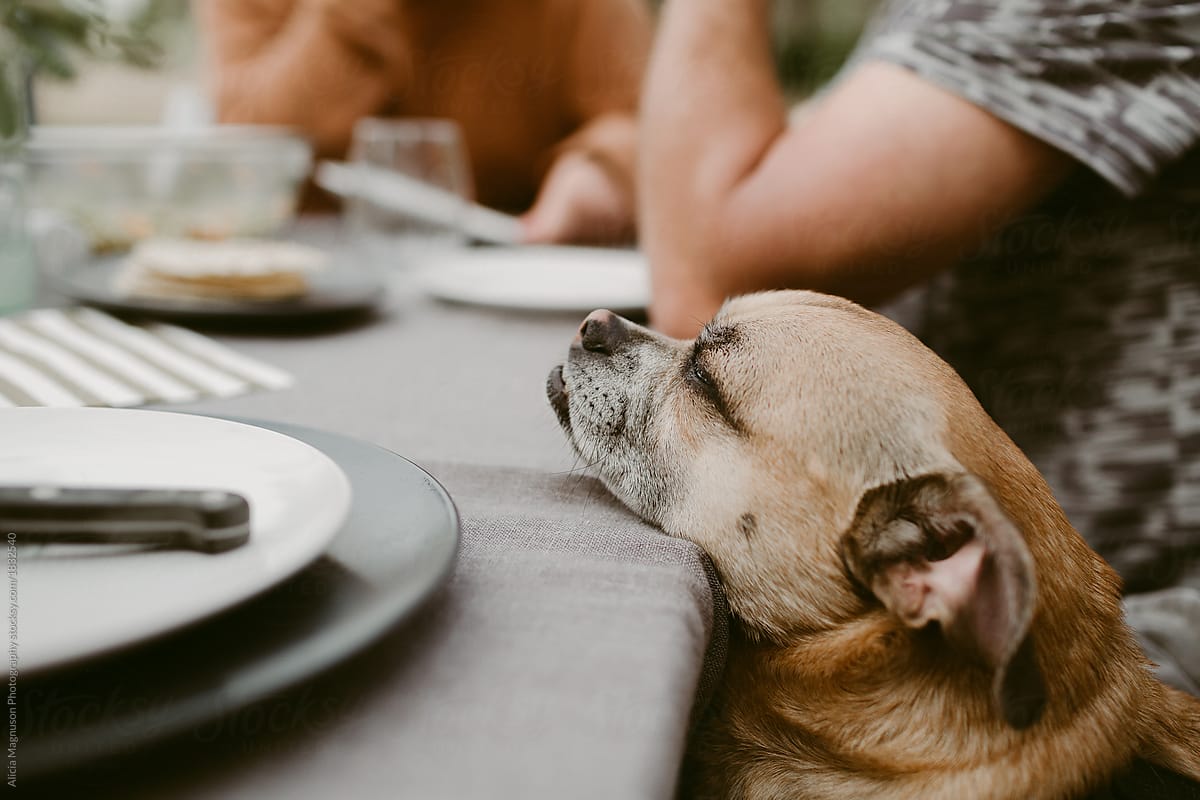 Sleepy Dog Resting Chin on Table during Picnic