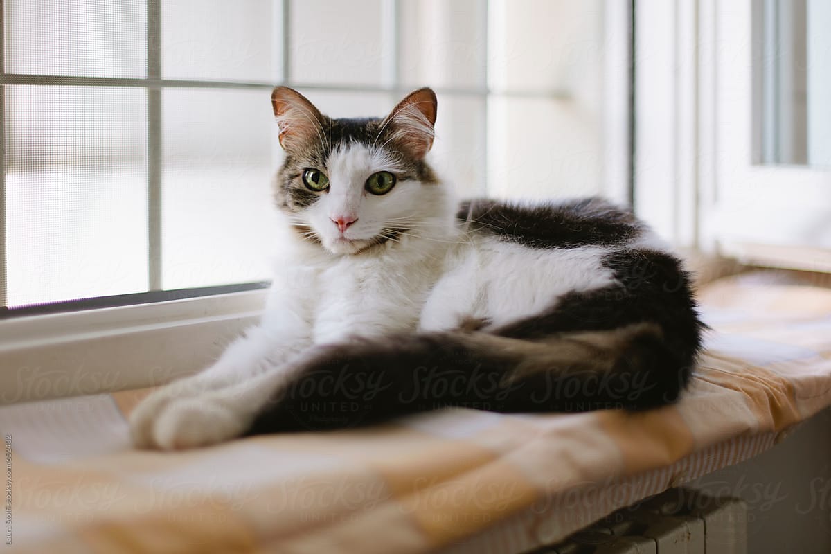 Cat looks at camera while laying on windowsill in hot summer day