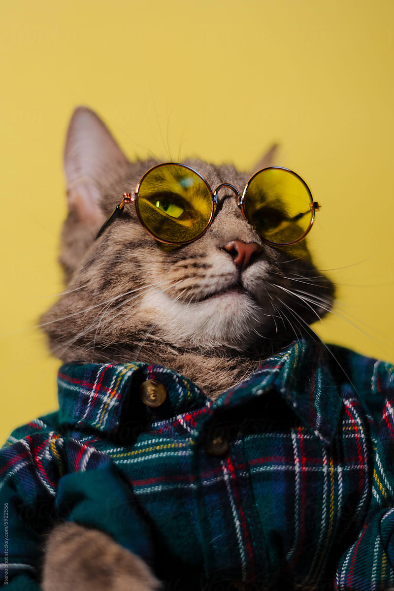 Adorable cat sitting in shirt and sunglasses