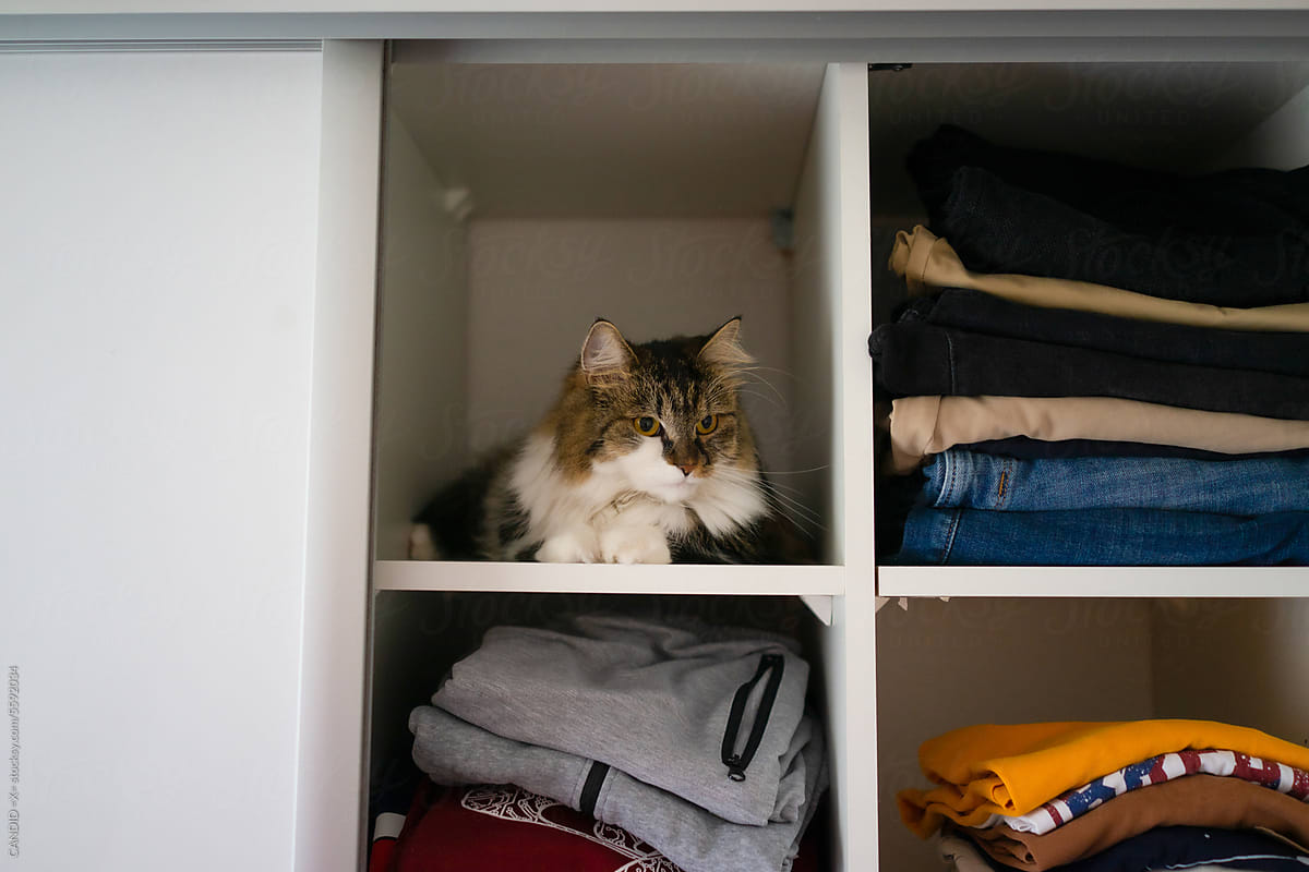 Fluffy Cat in Wardrobe