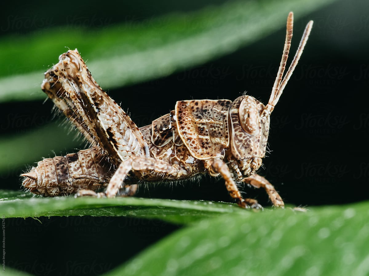 insect locust