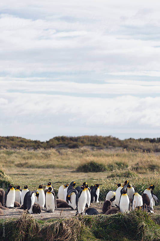 King Penguin colony with juveniles on Tierra del Fuego in Chilean Patagonia