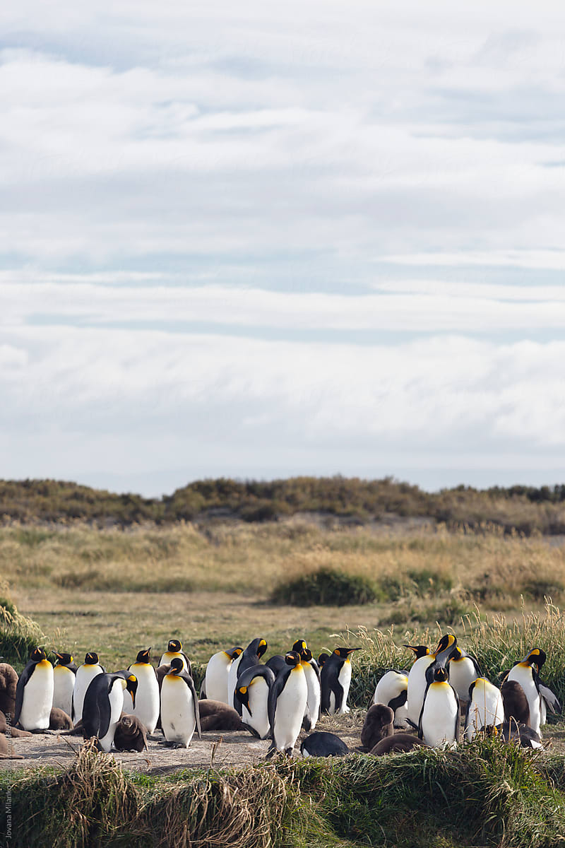 King Penguin colony with juveniles on Tierra del Fuego in Chilean Patagonia