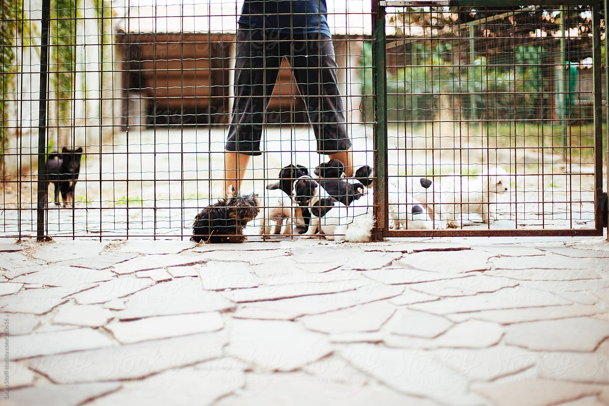 Woman stands behind a fence amongst lots of pure-breed puppies