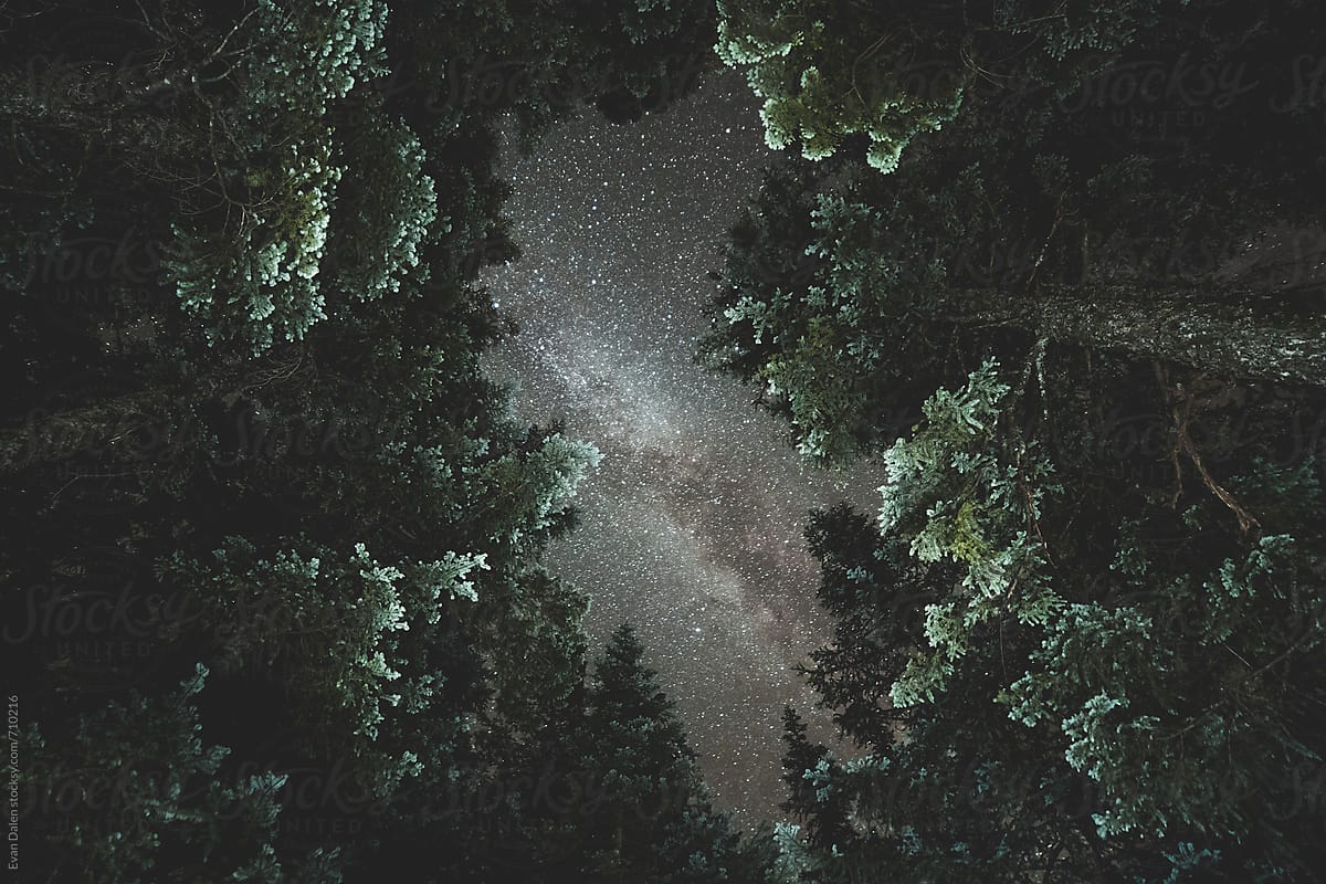 Milky Way Galaxy Above Dark Forest