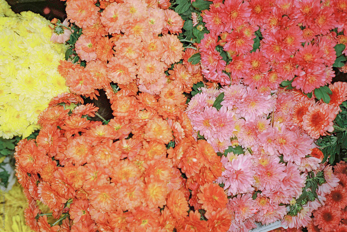 Various bunches of colourful crysanthemum flowers in orange, yellow and pink.