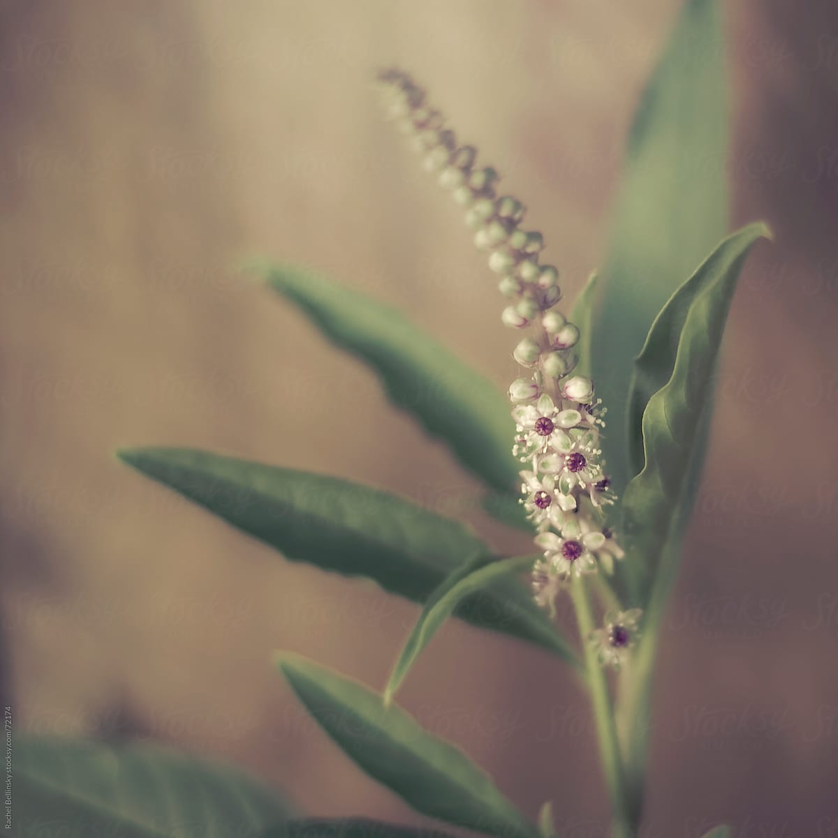 Green stalk with small white flowers