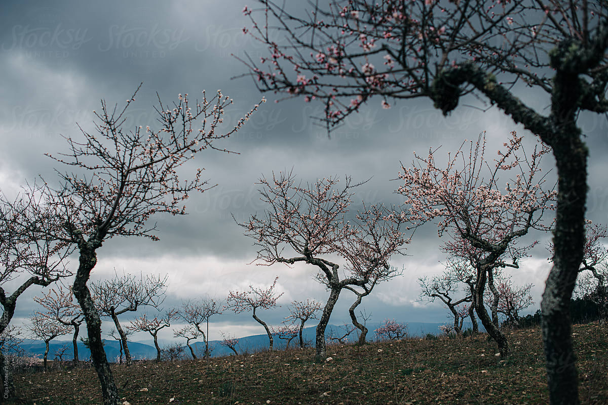 Almond trees blooming during a stormy day