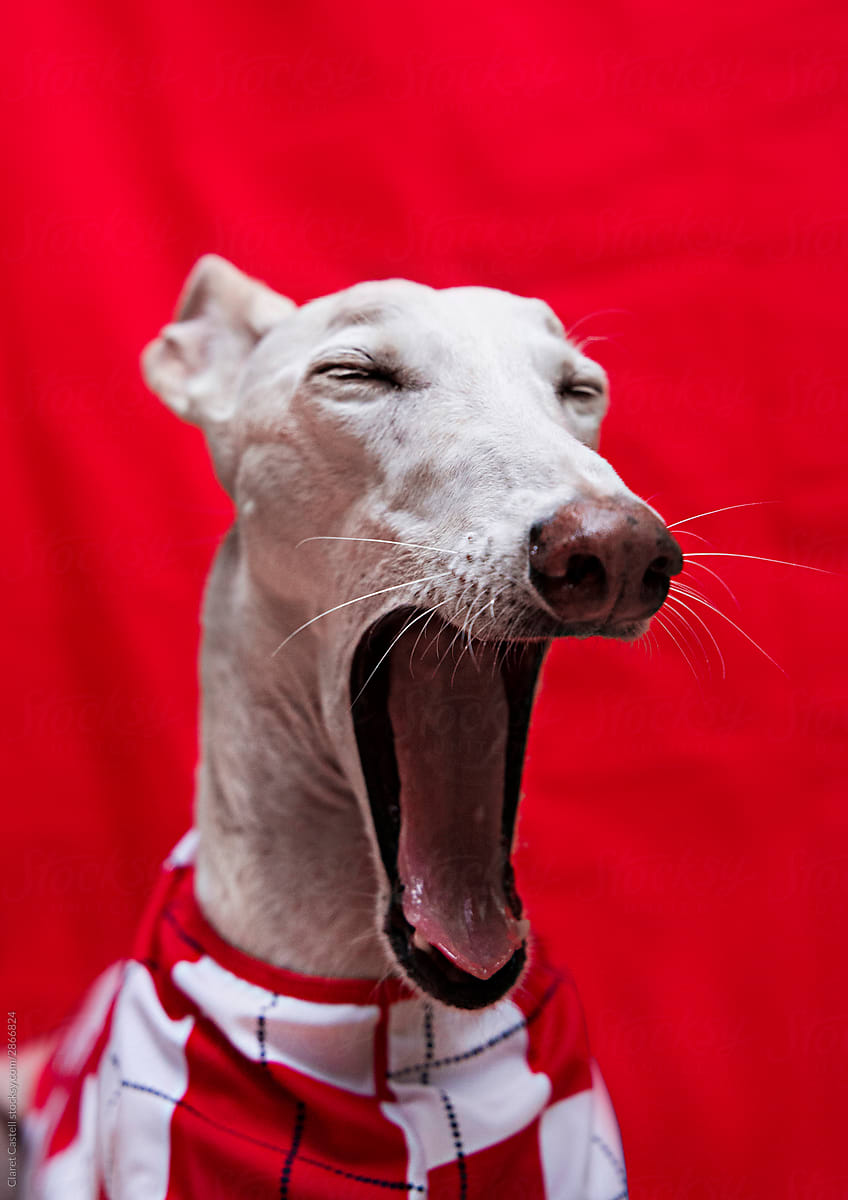 A greyhound dressed in a very colorful suit while it\'s yawning.