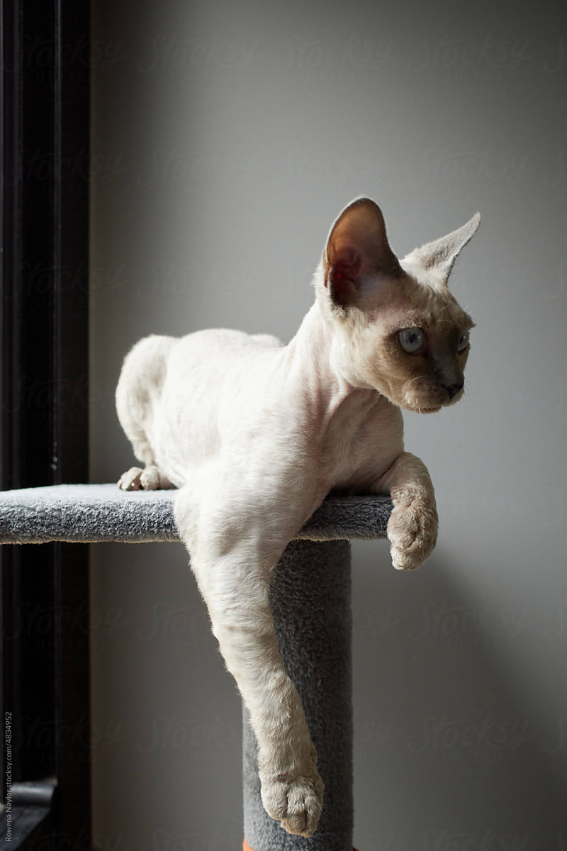 Portrait of Devon Rex cat
